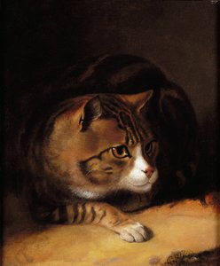 Eine getigerte Katze