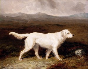 Charles Bretts Weißer Englischer Setter 