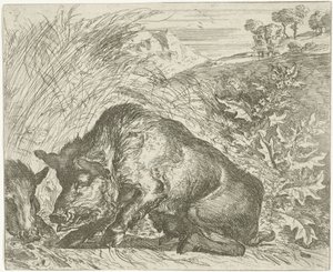 Wildschwein
