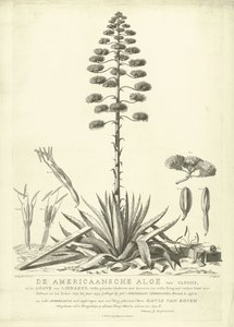 Blühende amerikanische Aloe, 1757