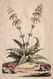 Phytographia Curiosa: Horminum Indicum Majus von Abraham Munting