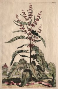 Phytographia Curiosa: Lapathum Longifolium Crispum von Abraham Munting