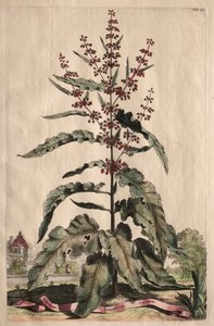Phytographia Curiosa: Lapathum Longifolium Crispum von Abraham Munting