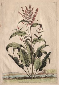 Phytographia Curiosa: Lapathum Sativum Antiquorum von Abraham Munting