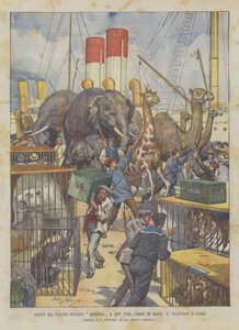 Ankunft des deutschen Dampfers Abissinia in New York mit einer Ladung von Wildtieren, der Transport an Land