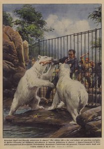 Von Eisbären durch die Gitterstäbe zerrissen! von Achille Beltrame