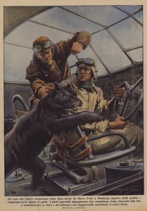 Ein Bär, der auf der Luftlinie von New York nach Pittsburgh transportiert wurde, entkam aus dem Käfig?