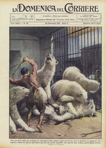 Eine schreckliche Eifersuchtsrivalität in einem Bärenkäfig eines Zirkus in Genua