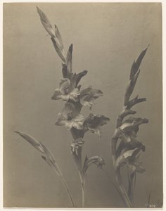 Gladiole von Achille Quinet