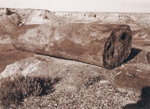Die große Holzkanone im versteinerten Wald