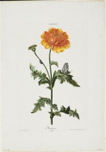 Papauer I. 106. Morpheus, aus Hortus Nitidissimis, 1773 von Adam Louis Wirsing
