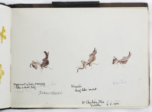 Skizzenbuch mit Zeichnungen und Notizen, Nord- und Südamerika (einschließlich Mexiko) von Adela Breton