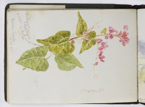 Skizzenbuch mit Aquarellen, Zeichnungen und Notizen, Mexiko, 1896-1898 von Adela Breton