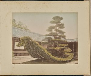 Kiefer, Kinkakuji von Adolfo Farsari