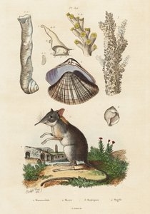 Elefantenspitzmaus, Muschel und Korallen, 1834-1839