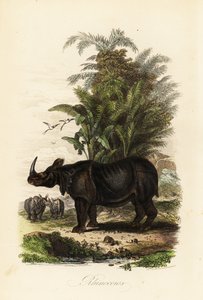 Indisches Nashorn, Rhinoceros unicornis, gefährdet von Adolph (after) Fries