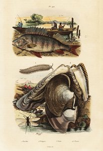 Flussbarsch, Perlenauster, Samtwurm und Florfliege (Stich)