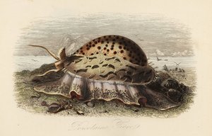 Tigerschnecke, Cypraea tigris