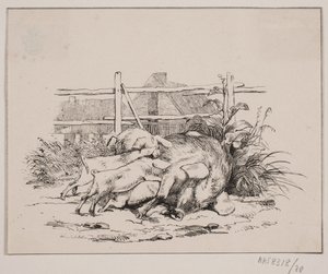 Die Schweine