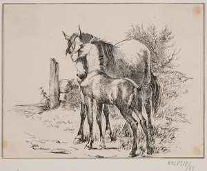 Das Pferd und das Fohlen