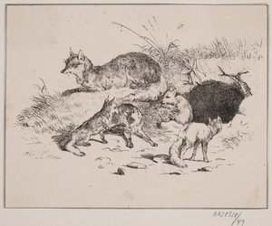 Der Fuchs