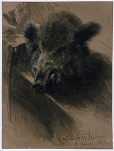 Der Kopf eines Wildschweins in der kurfürstlichen Wildkammer in Kassel von Adolph Menzel