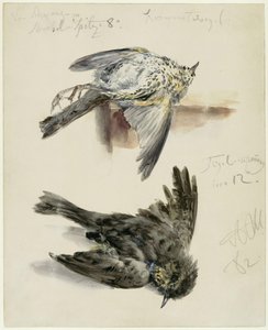 Toter Krammetsvogel in zwei Ansichten von Adolph Menzel