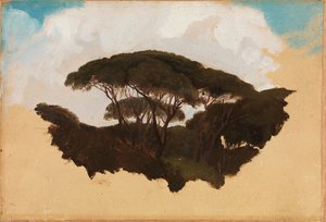 Studie von Pinien