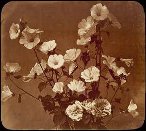 Blumenstudie, Hibiskus von Adolphe Braun