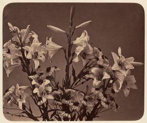 [Blumen]
