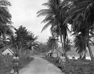 Kokospalmenhain, Port Antonio, Jamaika, um 1905 von Adolphe Duperly and Son
