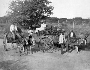 Holzkarren, Jamaika, ca. 1905