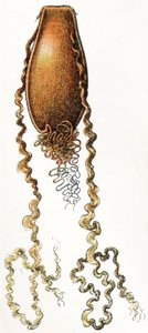 Eigehäuse eines Katzenhais (Scyliorhinus), 1923