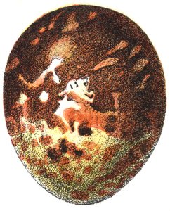 Ei eines Wespenbussards (Pernis apivorus), 1923