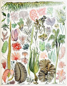 Illustration von Algen und Seetang
