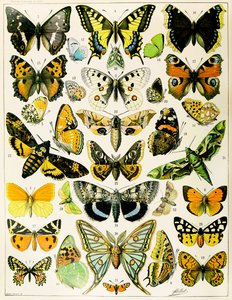 Illustration von Schmetterlingen und Motten ca. 1923 von Adolphe Philippe Millot