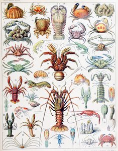 Illustration von Krustentieren von Adolphe Philippe Millot