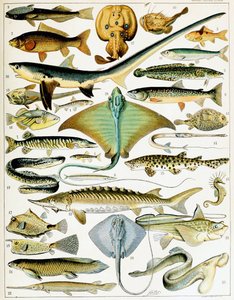 Illustration von Fischen, ca. 1923 (Lithografie) von Adolphe Philippe Millot