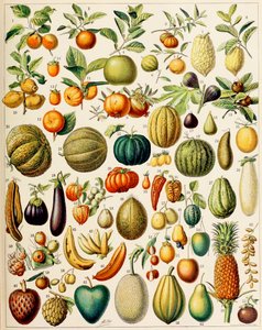 Illustration von Früchten, ca. 1923 von Adolphe Philippe Millot