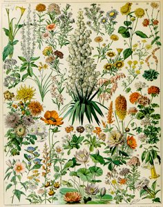 Illustration von Blütenpflanzen, ca. 1923