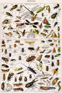 Illustration nützlicher Insekten und Insektenschädlinge ca. 1923 von Adolphe Philippe Millot