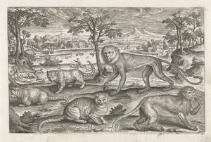 Affen und Katzen von Adriaen Collaert