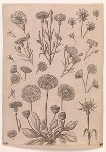 Kornblumen