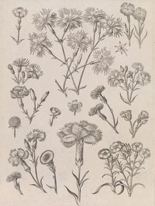 Narzissen von Adriaen Collaert