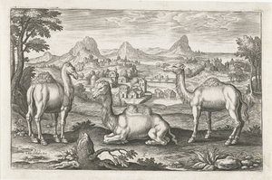 Dromedare und ein Kamel
