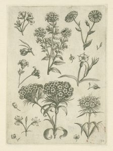 Gänseblümchen und andere Blumen