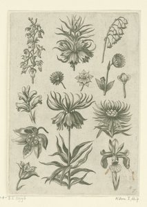 Kaiserkronen, Orchideen und Maiglöckchen