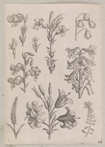 Lilien von Adriaen Collaert