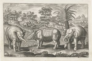 Elefanten und Nashorn von Adriaen Collaert
