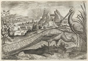 Pfau und Storch von Adriaen Collaert